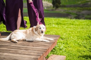Wedding Photo