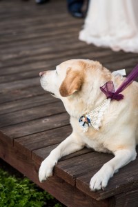 Wedding Photo